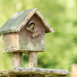 Redwell   07 06 2016   D3s (15 Of 136).jpg